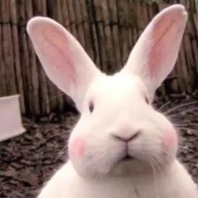 搞怪沙雕又可爱的动物微信头像男女通用