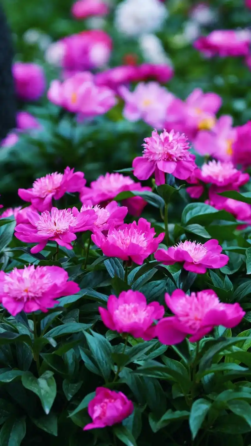 北京拍照|五月的北京就是这个样子.五月北京芍药花开香满京城, - 抖音