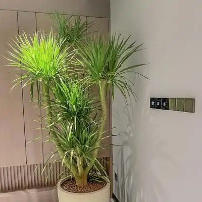 荟天赐龙血树大型盆栽造型老桩龙须树植物客厅吸甲醛净化空气绿植