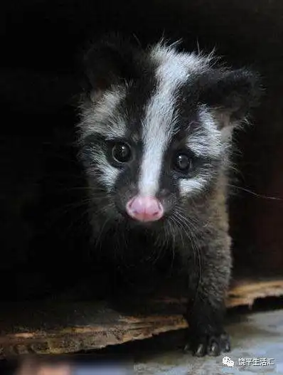 饶平惊现野生动物果子狸现场就在昨晚事发饶平县城黄冈紧急扩散提醒