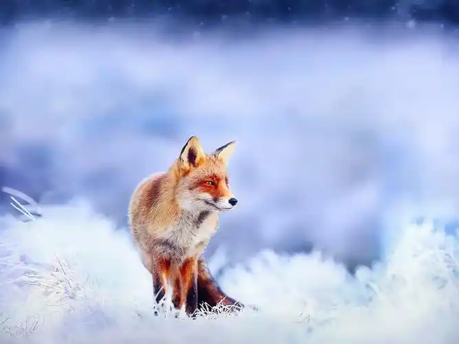 火狐,雪,冬天 640x1136 iphone 5/5s/5c/se 壁纸,图片,背景,照片