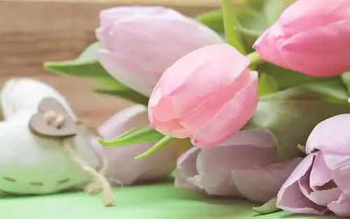 电脑壁纸 花卉 鲜花 妖而不艳的小清新郁金香