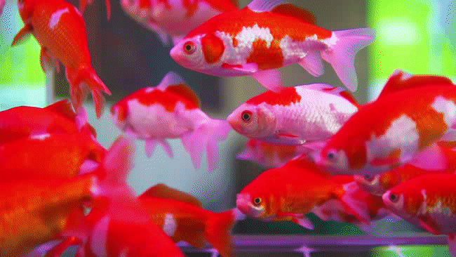 旁边还有一个鱼缸,坐下来看看金鱼也很不错,看着无忧无虑游动的小鱼