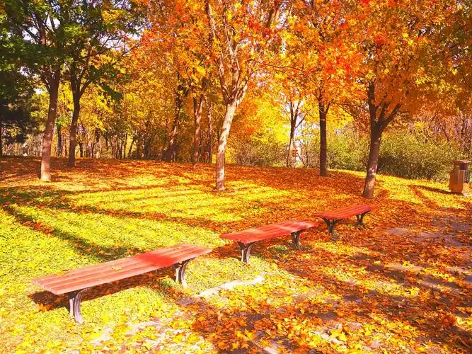 朝阳区大望京公园的秋色.摄于11月10日