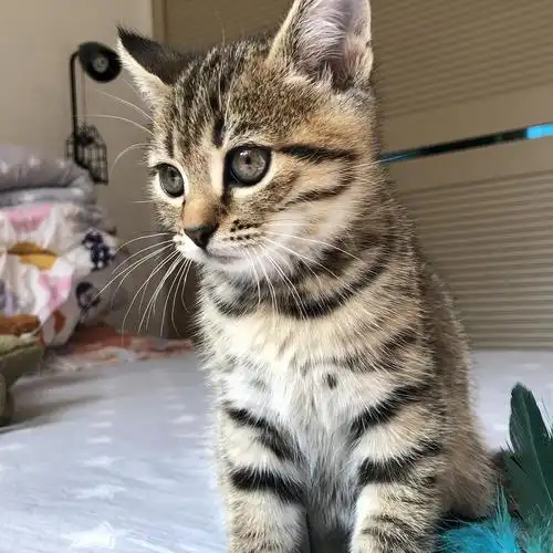 说明一下免费的原因:猫妈妈生了五只小喵,银色虎斑在市面上比较受欢迎