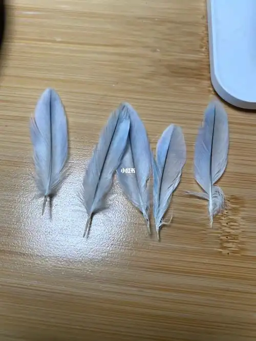 鸡仔现货创业鸡毛一块钱一根先到先得