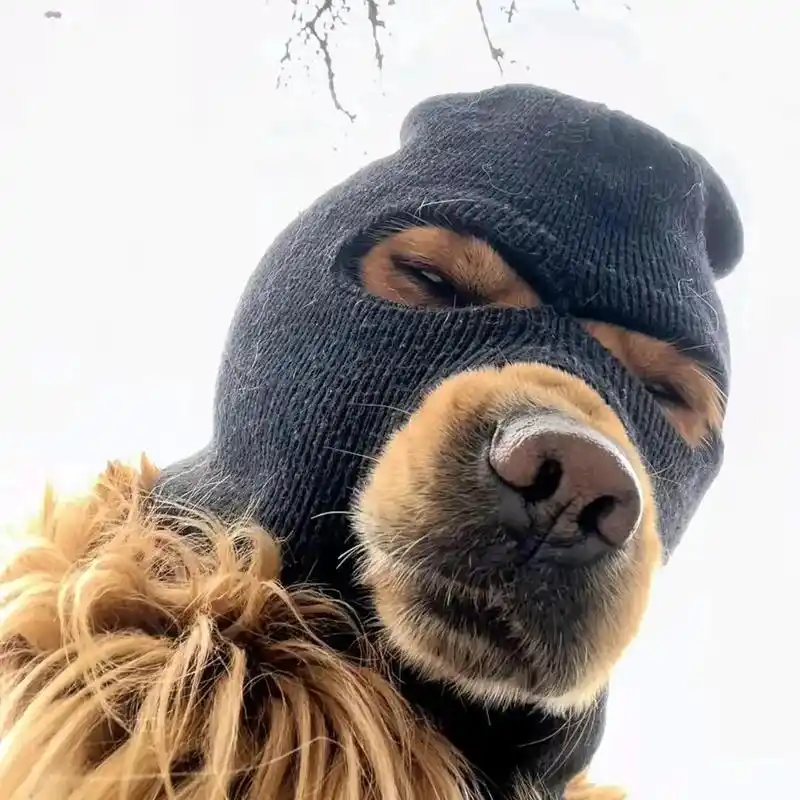 悍匪头像自取兄弟们