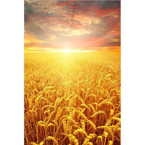 金色麦田秋天丰收图麦穗美景田野自然风景金黄秋收装饰挂画贴画