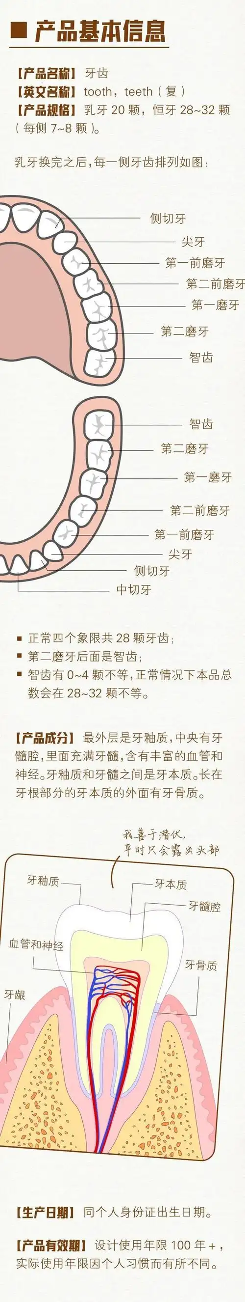 口腔健康是人体健康的重要组成部分.老人牙齿掉了要不要管?