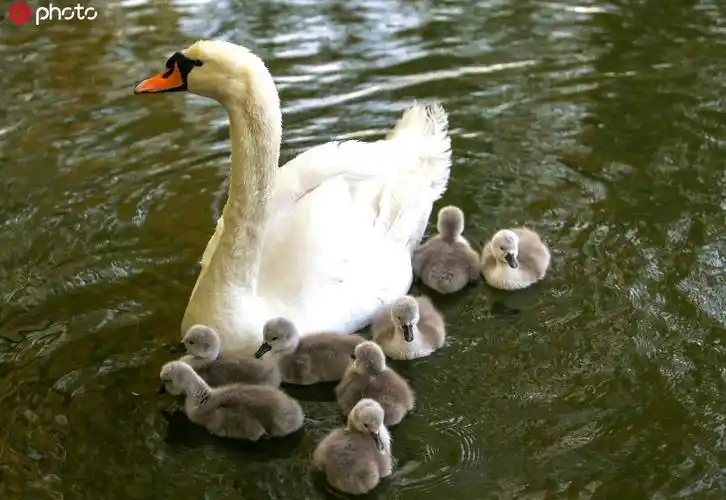 河北邯郸八胞胎白天鹅宝宝首次下水2