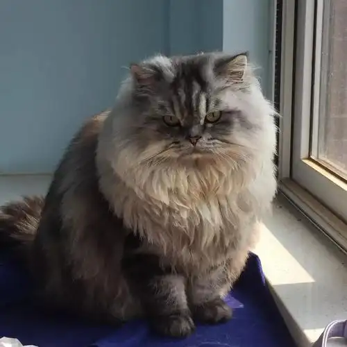 猫| 穿皮草的鳌拜嘟