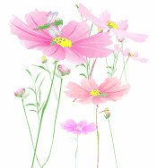 透明flash转为gif素材 - 玫瑰雪儿 - 玫瑰雪儿博客