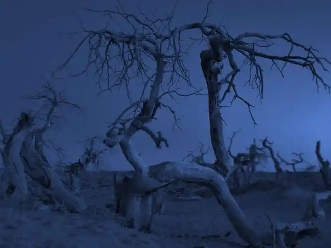 怪树林——形衰傲骨在 沧桑三千年