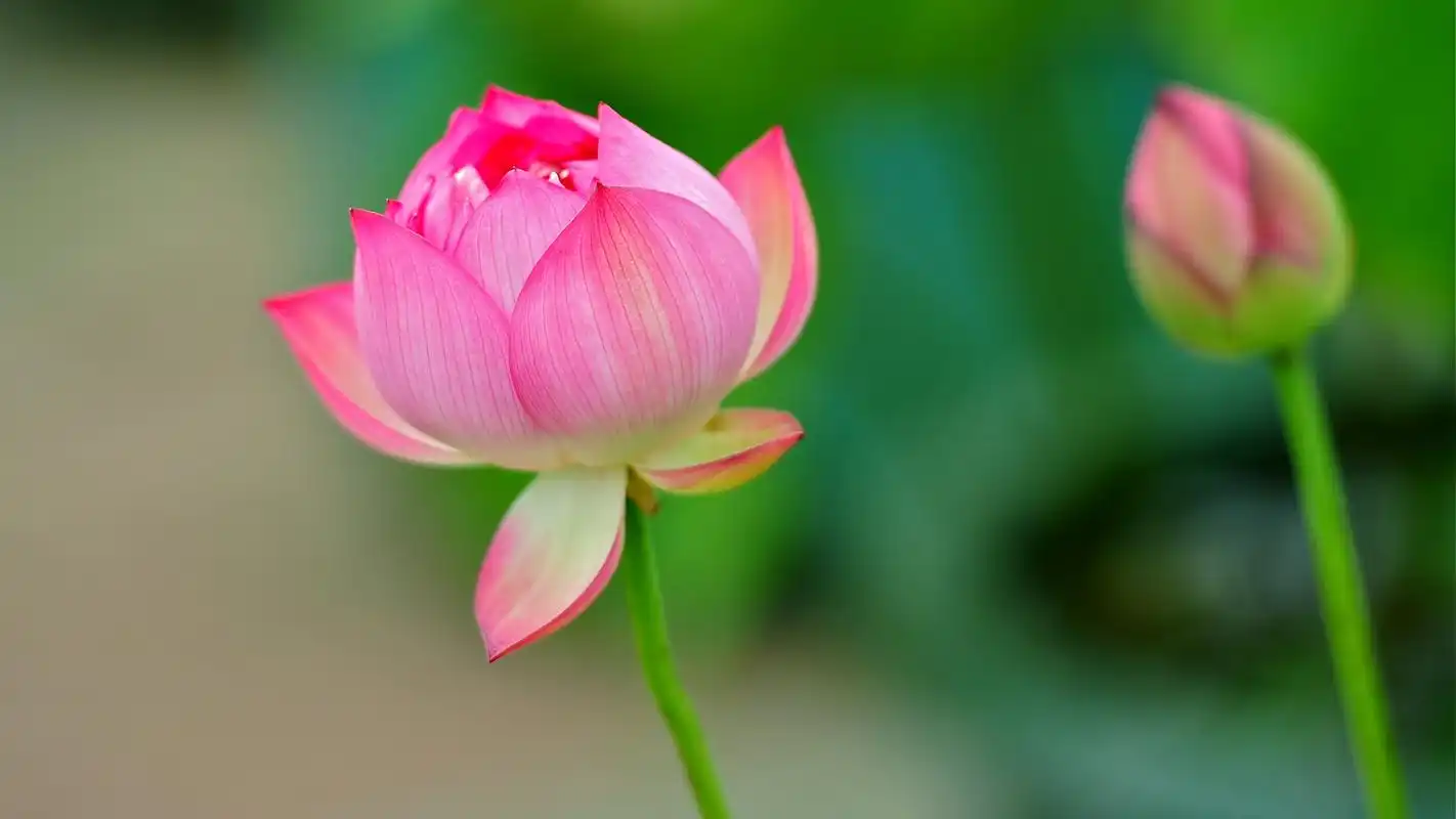 娇艳欲滴的荷花图片电脑桌面壁纸下载