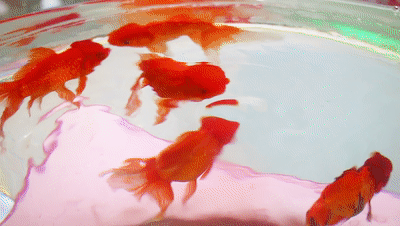 国潮金鱼展宝龙开秀五一假期锁定这里才够嗨