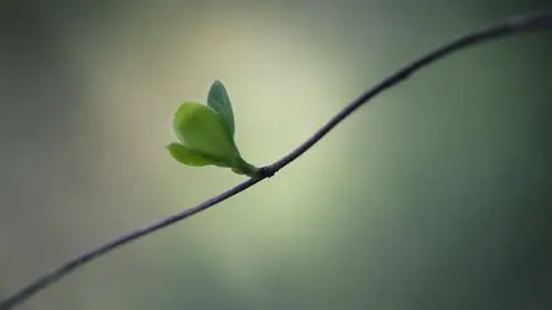 小清新植物微距摄影高清宽屏桌面壁纸