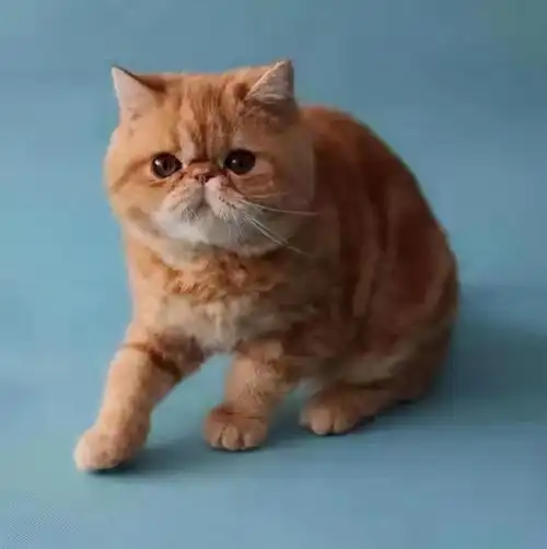 波斯猫和加菲猫在各方面有哪些区别?