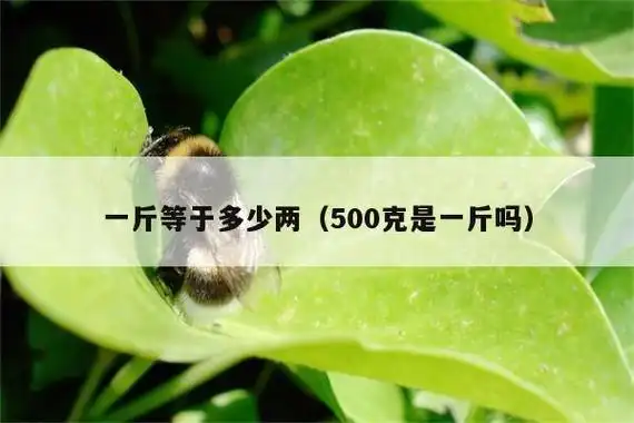 一斤等于多少两(500克是一斤吗) - 太吕博客