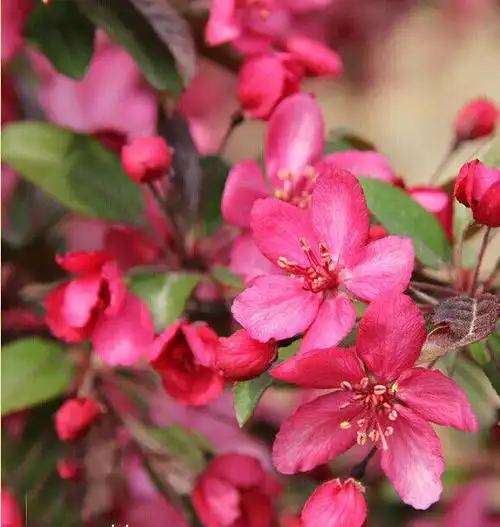 海棠照片,海棠新品种照片欣赏
