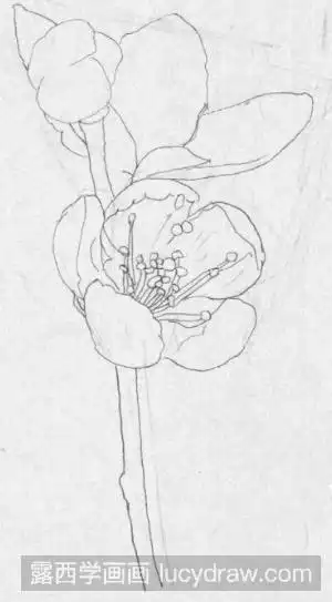 钢笔画一枝桃花步骤教程