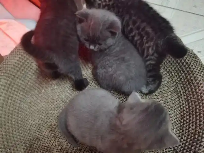 英短和美短混血给就卖