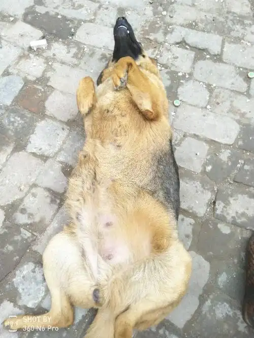 现在40天了,上次狗狗假怀孕,这次有懂的吗?给看看怀孕了没?