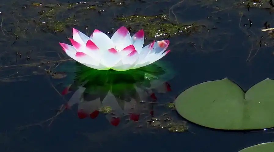 水上湖中荷花新景