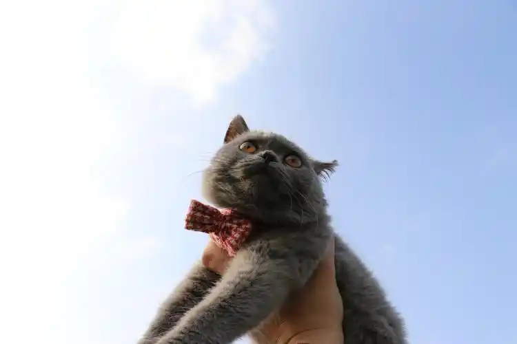 英短 蓝猫 双血统 种公 英国短毛猫