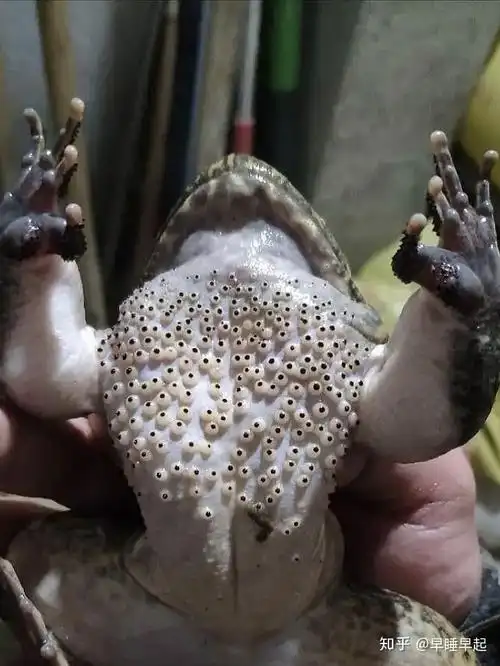 有哪些密集恐惧症的人看了会头皮发麻的图片