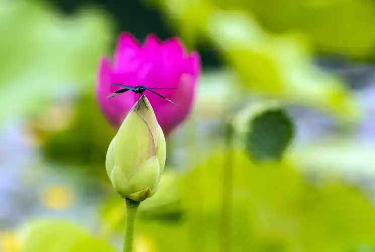 蜻蜓与荷花(玉渊潭拍摄)