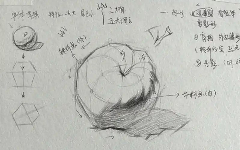 维度美术【超全 素描苹果结构解析】线上线下均有授课