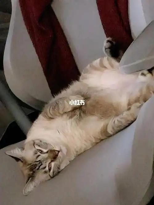 来说说你的猫有什么怪癖但可爱的事