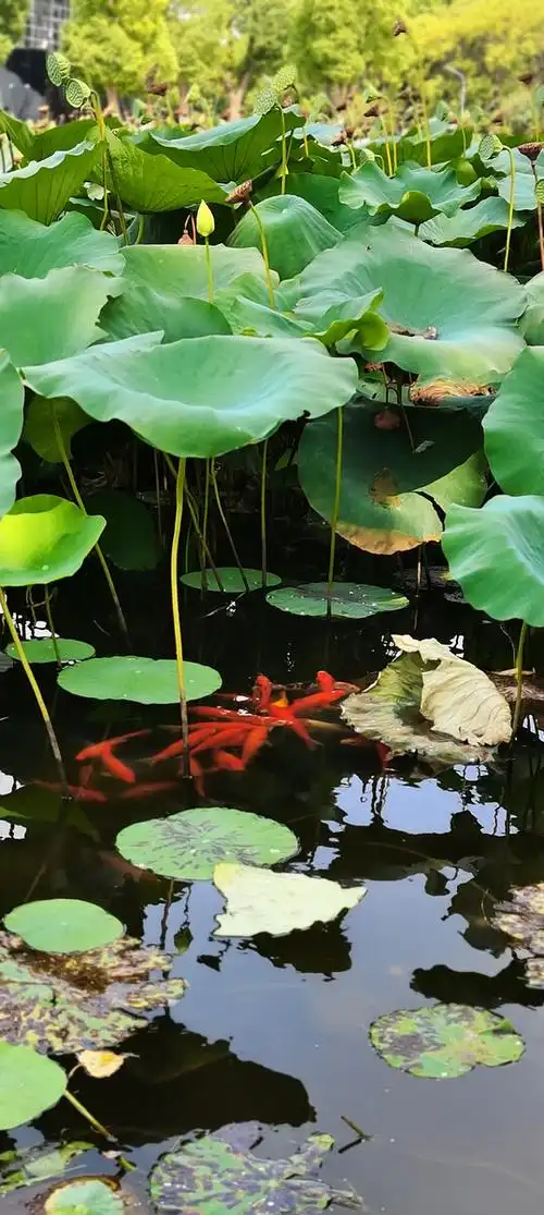 538_1200竖版 竖屏