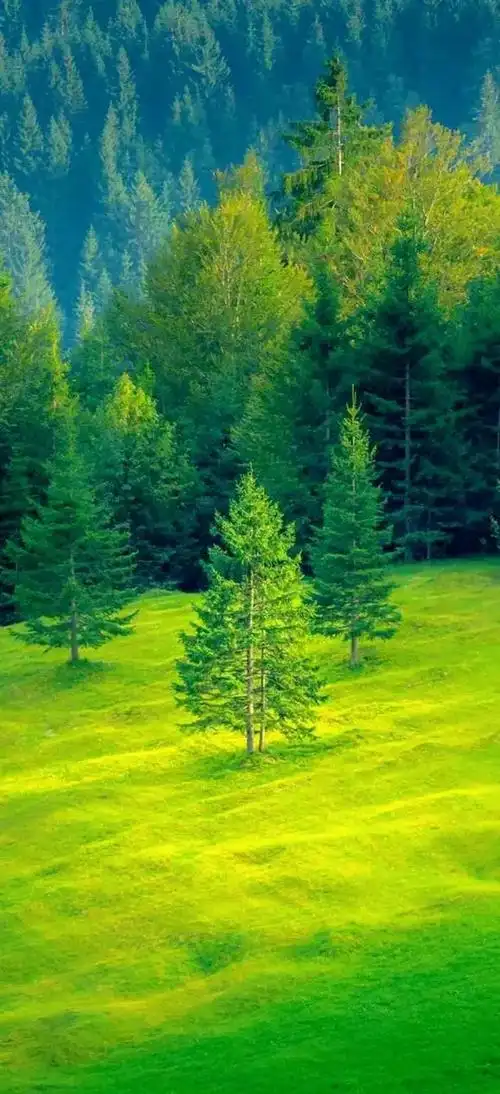 壁纸推荐|绿色护眼,绿意盎然,清新唯美,高清无水印