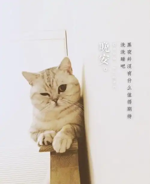 朋友圈背景墙头像猫