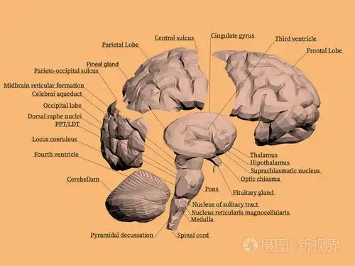 人脑的结构.大脑分为部分, 每个部分都有名字.矢量插图