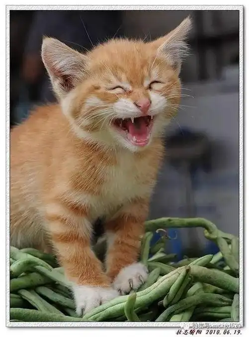 动物开怀大笑瞬间,你最喜欢哪一个呢