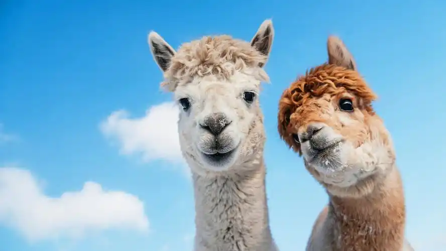 上榜全球十大最可爱的动物羊驼