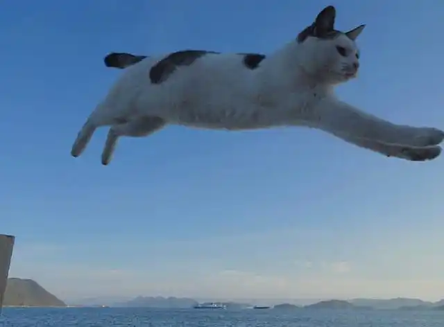 腾空而起的猫,太帅了