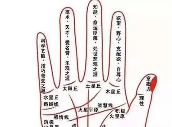 有道理!_命运_看手相_手指