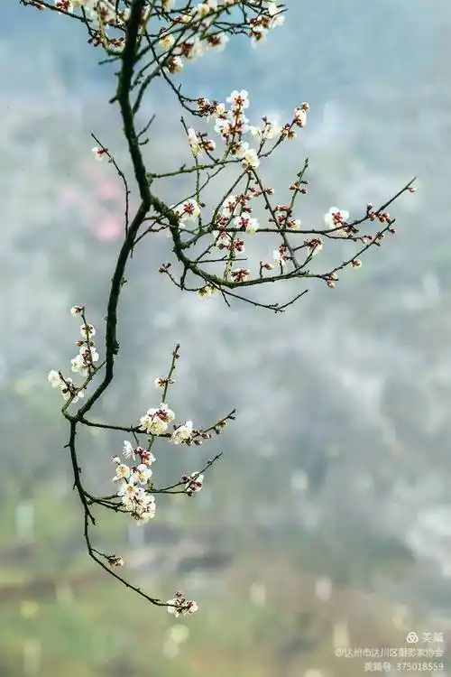 乌梅花正开摄友采风来