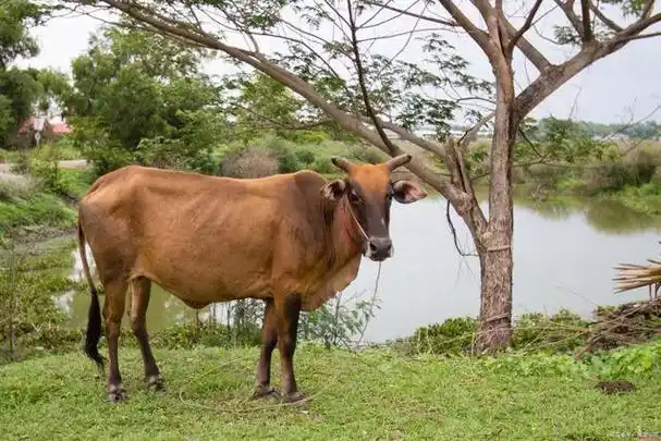 黄牛水牛能否杂交?它们的后代是什么样子,是否能成新的物种?