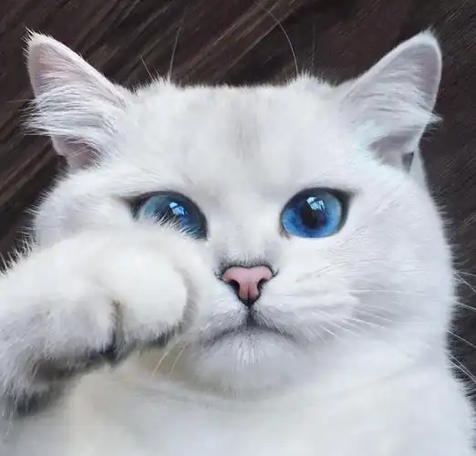 这些猫被称为世界上最美的猫,他们的高颜值和萌的样子,谁也不能抗拒