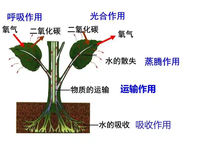 中考专题复习:绿色植物的光合作用和呼吸作用 课件_第3页
