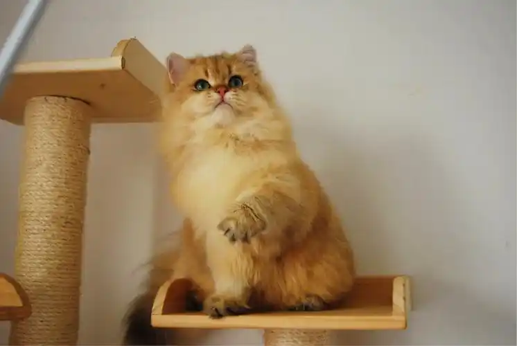 转金渐层长毛成年种公带繁育权证书