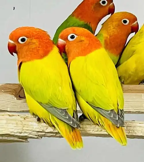 长羽种牡丹鹦鹉