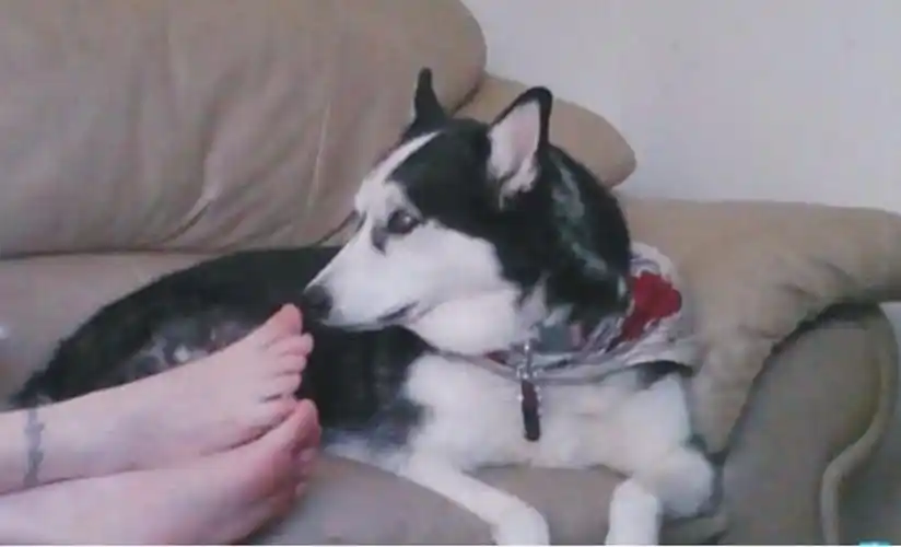 哈士奇闲极无聊,闻起了铲屎官的脚丫,夸张表情笑翻吃瓜群众