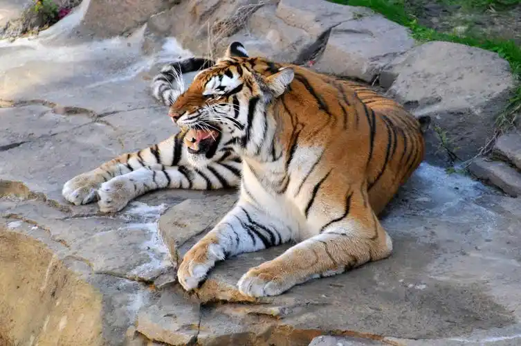 趴在石头上的老虎图片768x1280分辨率查看