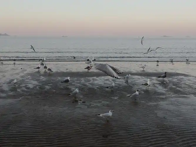 大海与海鸥,大海是画的背景,海鸥是画的点缀.