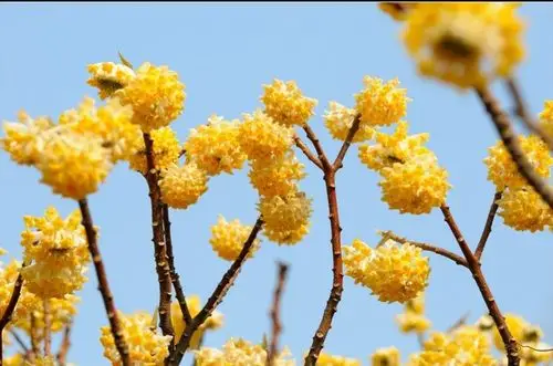 花卉绿植盆栽 梦花树 结香浓香型花卉 黄瑞香庭院阳台盆栽